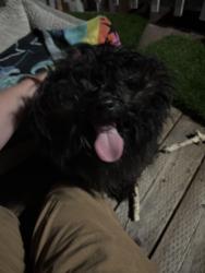 Found/Stray Unknown Dog last seen 23rd St & Northgate, Oakland, CA 94612