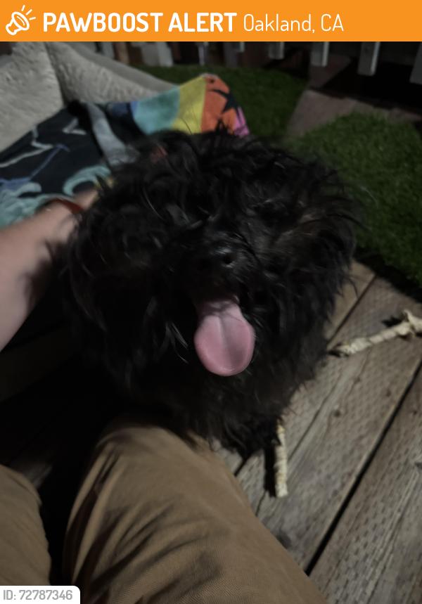 Found/Stray Unknown Dog last seen 23rd St & Northgate, Oakland, CA 94612