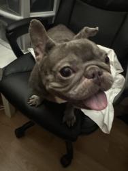 Lost Female Dog last seen Near W 21st St Santa Ana, CA 92706 United States, Santa Ana, CA 92706