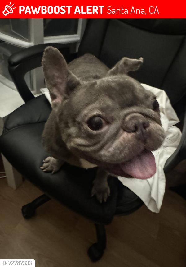 Lost Female Dog last seen Near W 21st St Santa Ana, CA 92706 United States, Santa Ana, CA 92706
