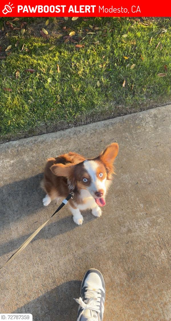 Lost Female Dog last seen cf brown park, Modesto, CA 95355