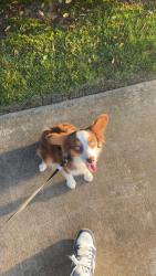Lost Female Dog last seen cf brown park, Modesto, CA 95355