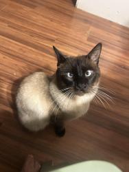 Lost Male Cat last seen Debbie ct, Albuquerque, NM 87114