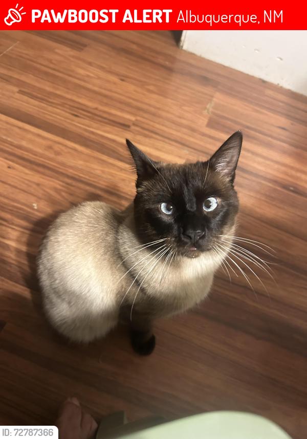 Lost Male Cat last seen Debbie ct, Albuquerque, NM 87114