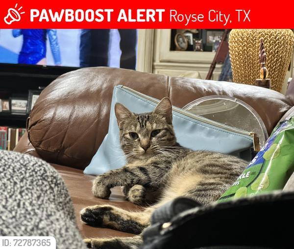 Lost Female Cat last seen College and Lula Street, Royse City, TX 75189