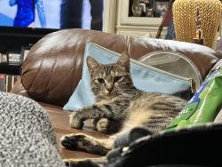 Lost Female Cat last seen College and Lula Street, Royse City, TX 75189