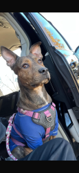 Lost Female Dog last seen Rampart y 3th St , Los Angeles, CA 90057