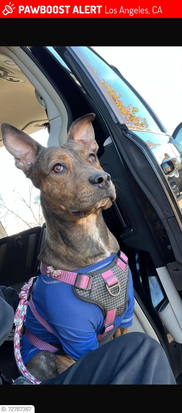 Lost Female Dog last seen Rampart y 3th St , Los Angeles, CA 90057