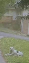 Found/Stray Male Dog last seen Center Point, Bridlewood, Center Point, AL 35215