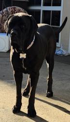 Lost Female Dog last seen Near Avenida Talega, San Clemente, CA 92673, San Clemente, CA 92672