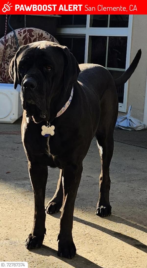 Lost Female Dog last seen Near Avenida Talega, San Clemente, CA 92673, San Clemente, CA 92672