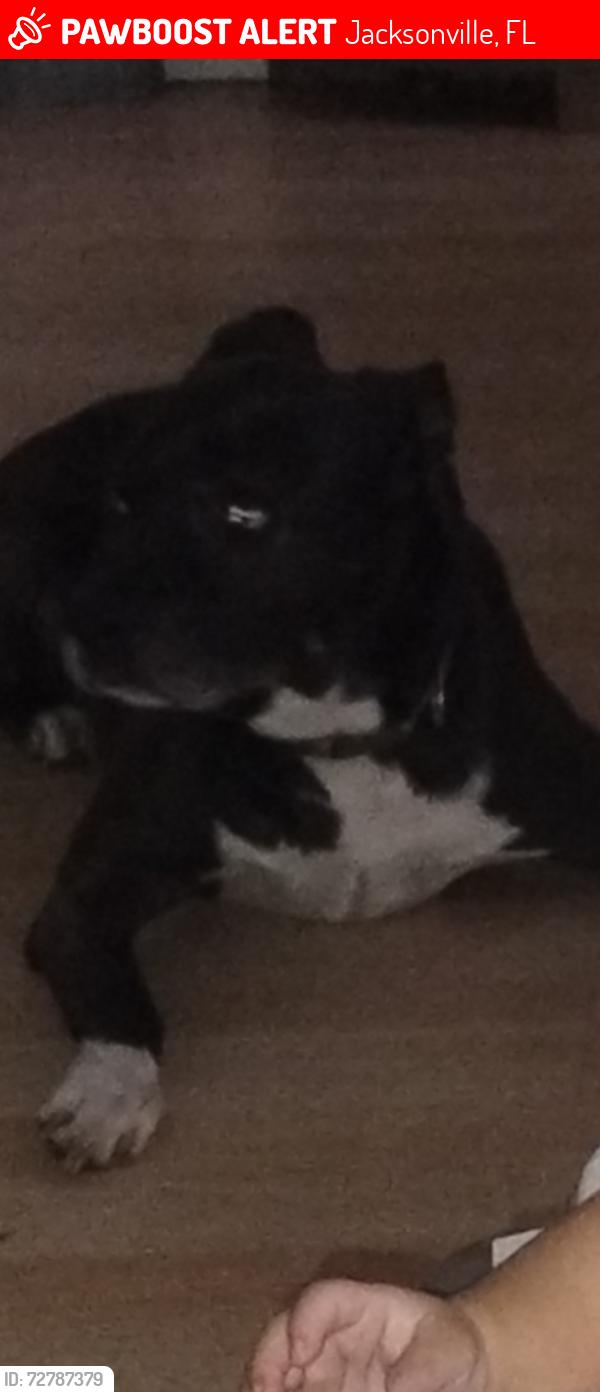 Lost Male Dog last seen Lem turner circle/helena, Jacksonville, FL 32208