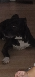 Lost Male Dog last seen Lem turner circle/helena, Jacksonville, FL 32208