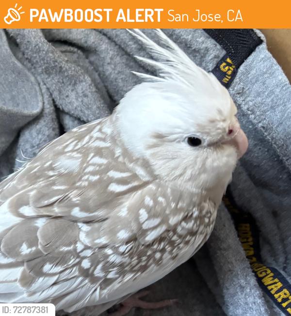 Found/Stray Unknown Bird last seen Auzerais ave and Wright Place near Lincoln Ave, San Jose, CA 95125