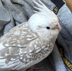 Found/Stray Unknown Bird last seen Auzerais ave and Wright Place near Lincoln Ave, San Jose, CA 95125
