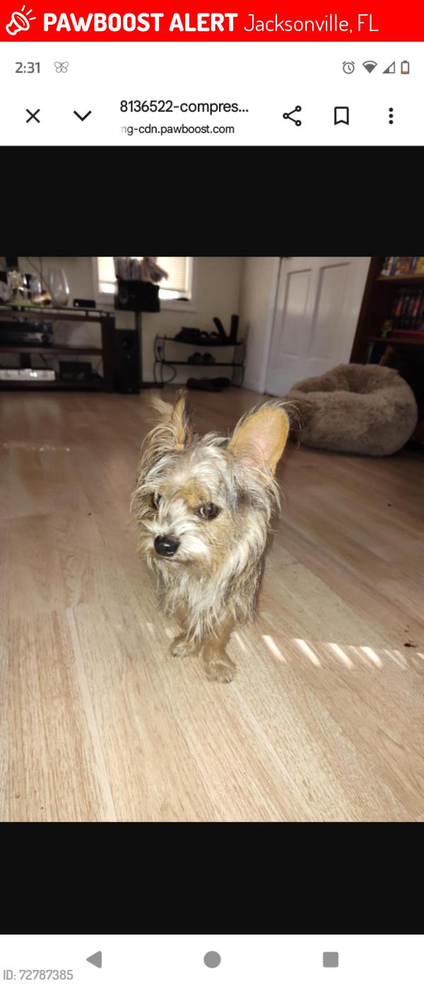 Lost Male Dog last seen Lem turner circle/helena, Jacksonville, FL 32208