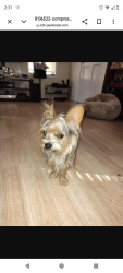 Lost Male Dog last seen Lem turner circle/helena, Jacksonville, FL 32208
