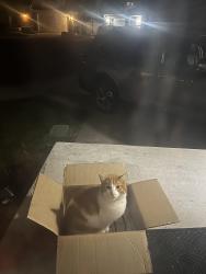 Found/Stray Unknown Cat last seen Rainbow point drive , Holladay, UT 84124