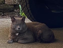 Found/Stray Male Cat last seen Nw Royal Dr & nw 3rd st, Gresham, OR 97030