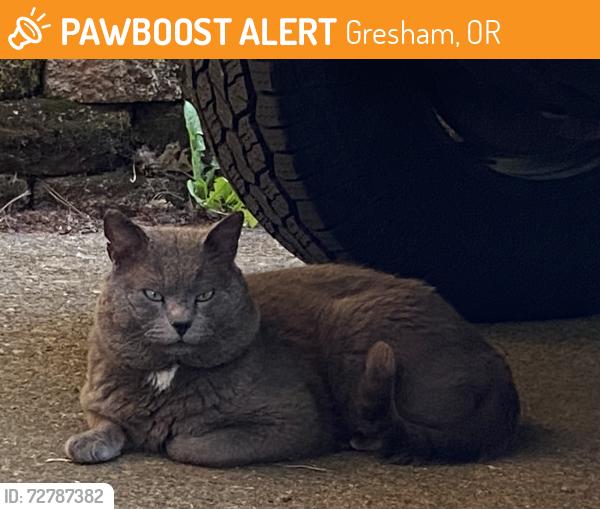 Found/Stray Male Cat last seen Nw Royal Dr & nw 3rd st, Gresham, OR 97030