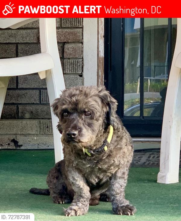Lost Male Dog last seen Lee St. NE near Magnet School, Washington, DC 20019
