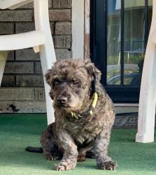 Lost Male Dog last seen Lee St. NE near Magnet School, Washington, DC 20019