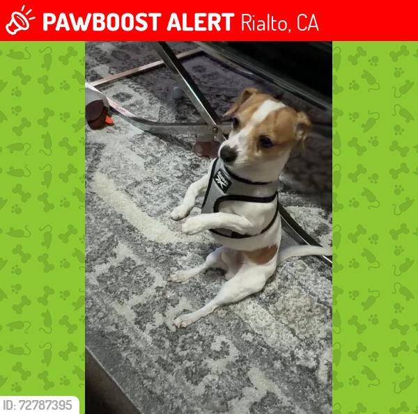 Lost Male Dog last seen 3rd & McKinley COLTON CA, Rialto, CA 92376
