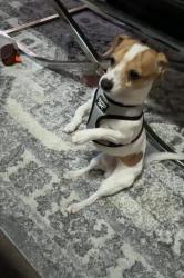 Lost Male Dog last seen 3rd & McKinley COLTON CA, Rialto, CA 92376