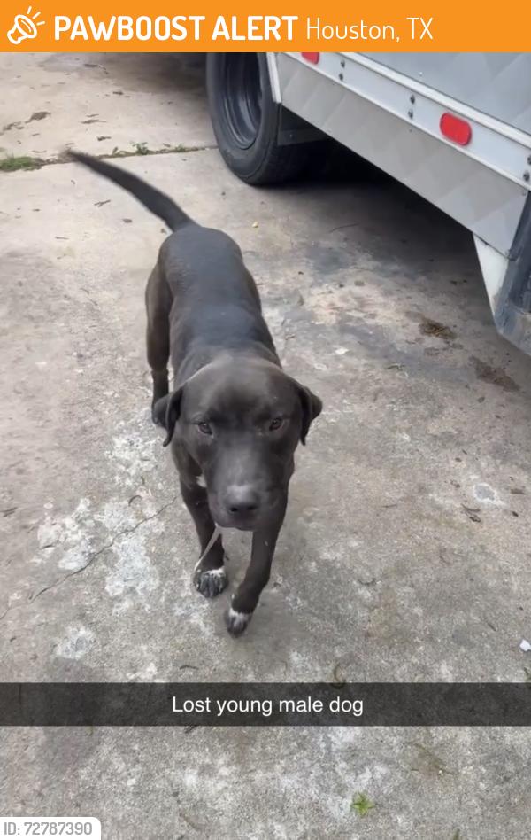 Found/Stray Male Dog last seen Cetti Street & Bunton Street , Houston, TX 77009