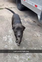 Found/Stray Male Dog last seen Cetti Street & Bunton Street , Houston, TX 77009