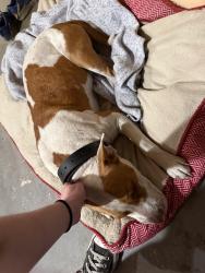 Found/Stray Female Dog last seen Lem turner & Dunn, Jacksonville, FL 32218