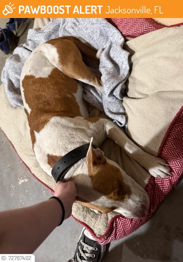 Found/Stray Female Dog last seen Lem turner & Dunn, Jacksonville, FL 32218