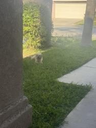 Found/Stray Unknown Dog last seen RESERVOIR ST, Pomona, CA 91766