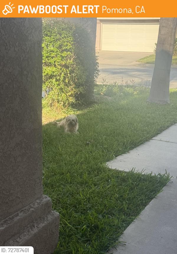 Found/Stray Unknown Dog last seen RESERVOIR ST, Pomona, CA 91766