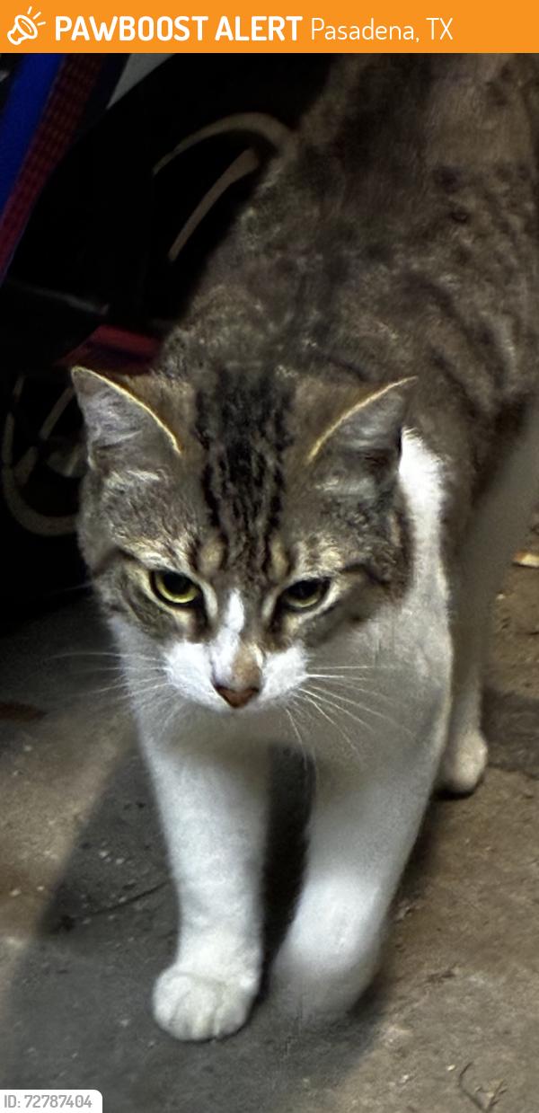 Found/Stray Male Cat last seen Space center Blvd, Pasadena, TX 77505
