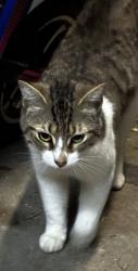 Found/Stray Male Cat last seen Space center Blvd, Pasadena, TX 77505