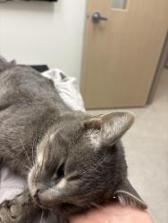 Found/Stray Male Cat last seen Across from Hobby Lobby, Round Lake Beach, IL 60073