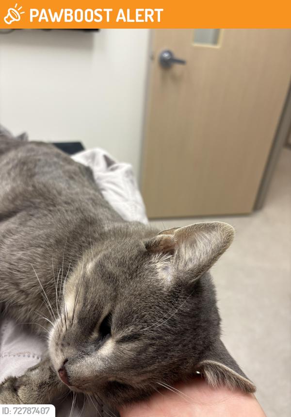 Found/Stray Male Cat last seen Across from Hobby Lobby, Round Lake Beach, IL 60073