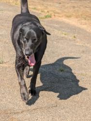 Found/Stray Male Dog last seen Duncan ave , Perry, GA 31069