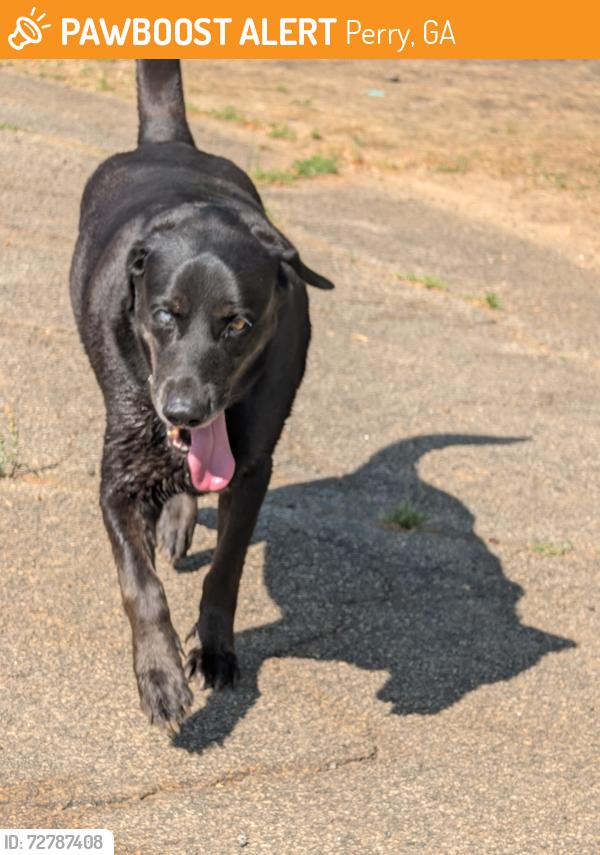 Found/Stray Male Dog last seen Duncan ave , Perry, GA 31069