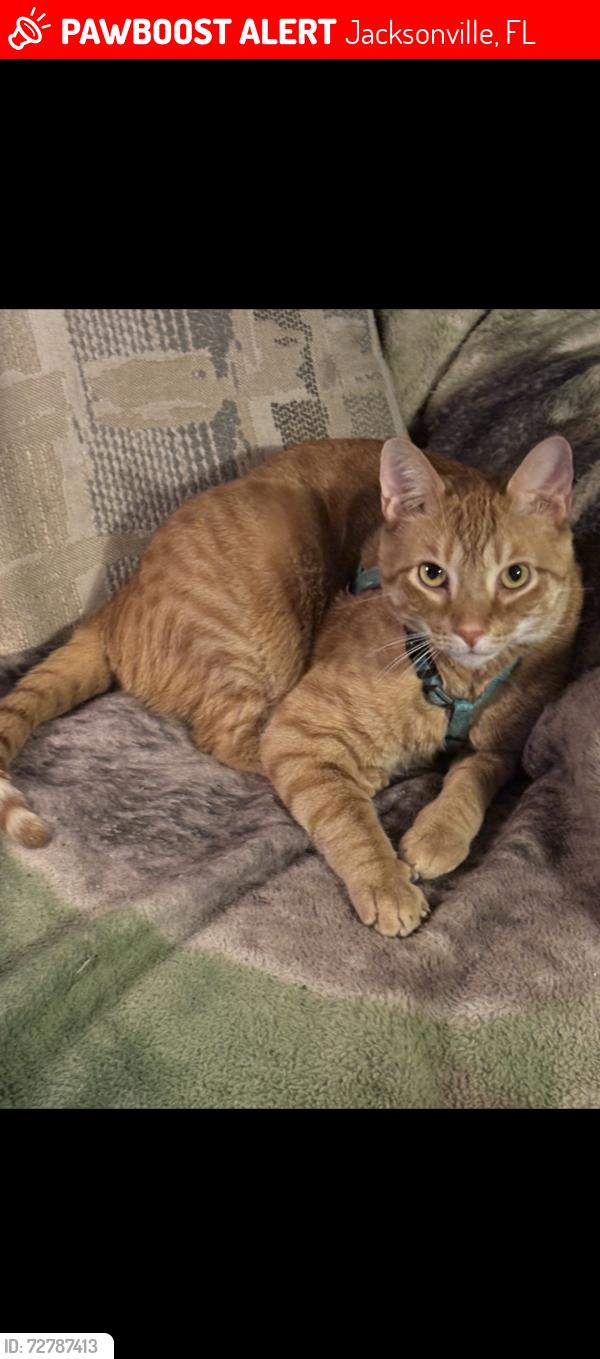Lost Male Cat last seen Grover Rd, Jacksonville, FL 32226