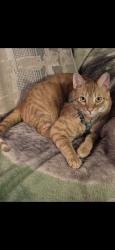 Lost Male Cat last seen Grover Rd, Jacksonville, FL 32226