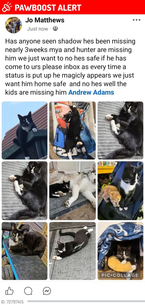 Lost Male Cat last seen Looperwood , Calmore, England SO40