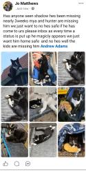 Lost Male Cat last seen Looperwood , Calmore, England SO40