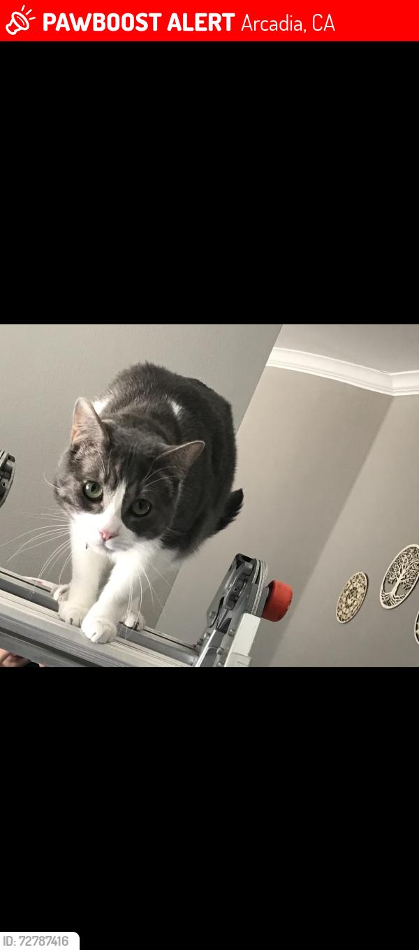Lost Male Cat last seen W Las Flores Ave, W Arthur Ave, Arcadia, CA 91007