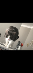 Lost Male Cat last seen W Las Flores Ave, W Arthur Ave, Arcadia, CA 91007