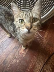 Lost Female Cat last seen Calhoun and hoxie, Chicago, IL 60617