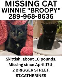Lost Female Cat last seen Geneva Street, Lake Street, Russel ave, Fitzgerald area, St. Catharines, ON L2R 1V9