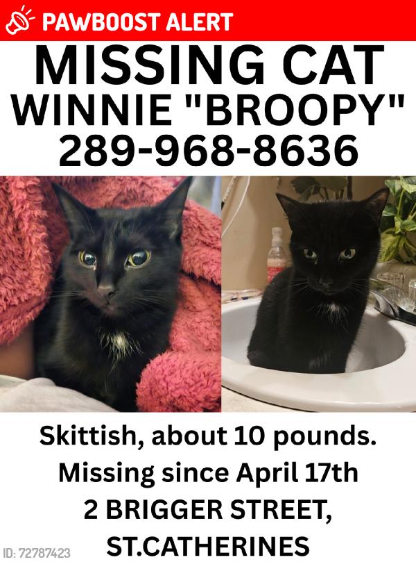 Lost Female Cat last seen Geneva Street, Lake Street, Russel ave, Fitzgerald area, St. Catharines, ON L2R 1V9