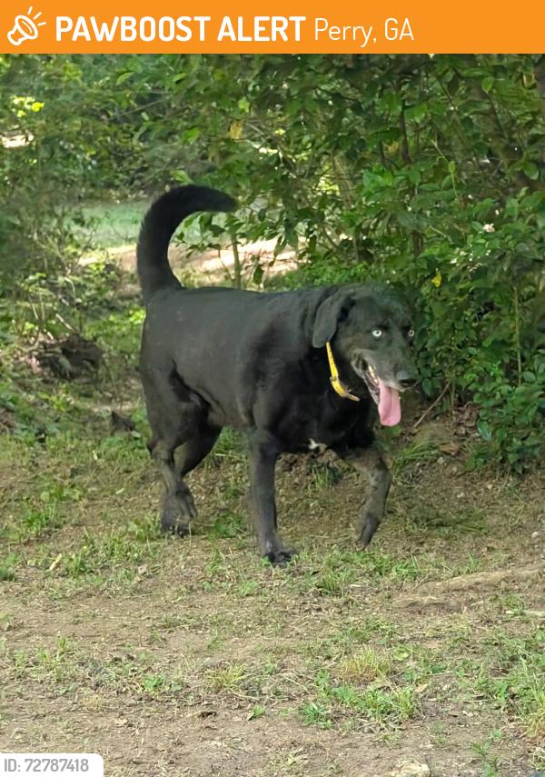 Found/Stray Male Dog last seen Duncan ave, Perry, GA 31069